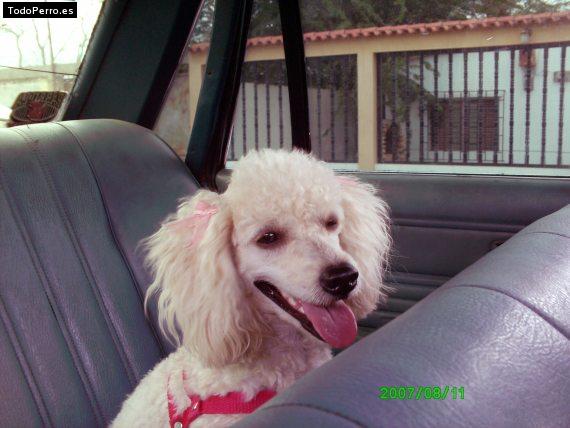 Foto del perro Chispita