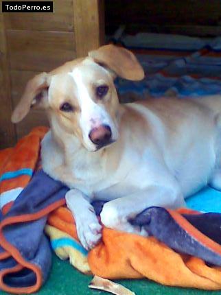 Foto del perro Brus