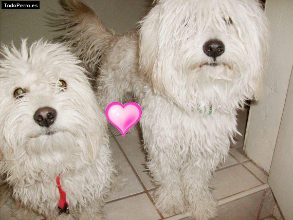 Foto del perro Coby y kikin