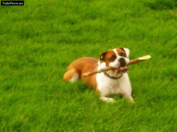 Foto del perro Roma