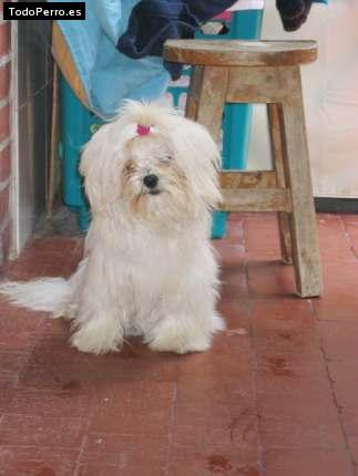 Foto del perro Nube
