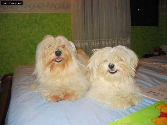 Foto del perro Sara y nube