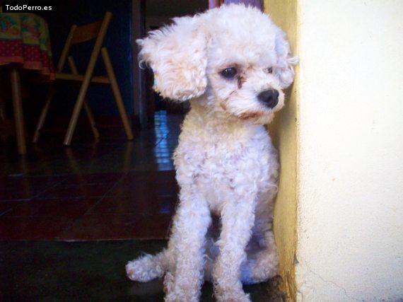 La foto del perro Whisky Foto del perro Whisky