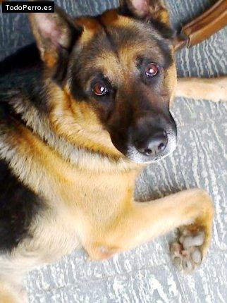Foto del perro Hugo