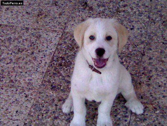 Foto del perro Betoben
