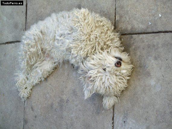 Foto del perro Sol estrella