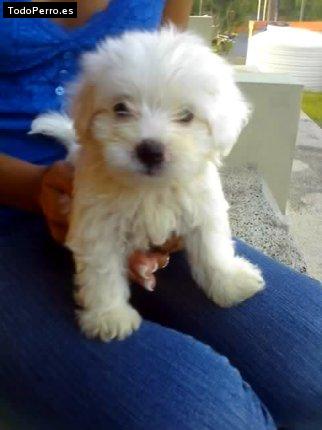 Foto del perro Stuart
