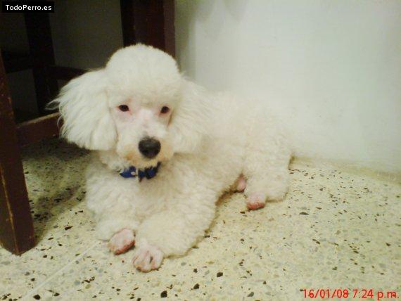 La foto del perro Ruso Foto del perro Ruso