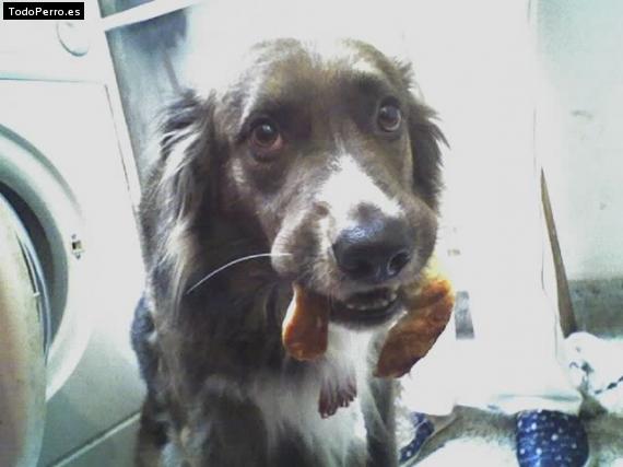 Foto del perro Nano
