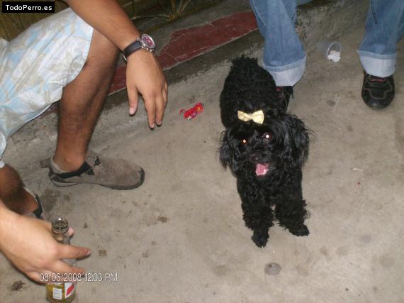 La foto del perro Reina emperatriz Foto del perro Reina emperatriz