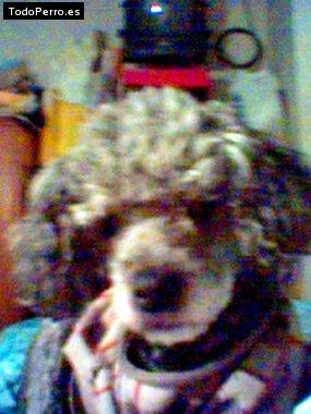 Foto del perro Coqueta