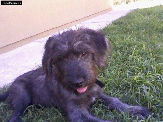 Foto del perro Batuke