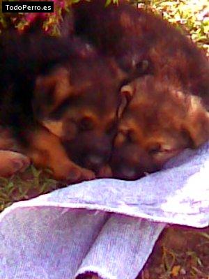 Foto del perro Rocko y osias