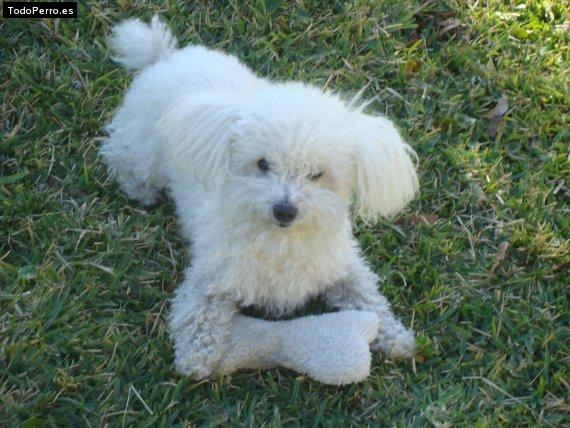 Foto del perro Bobby