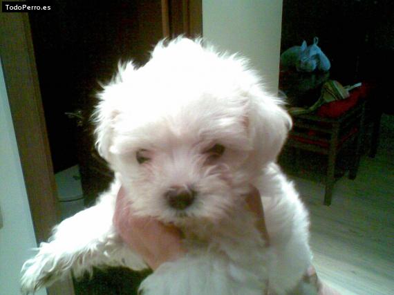 Foto del perro Sacha