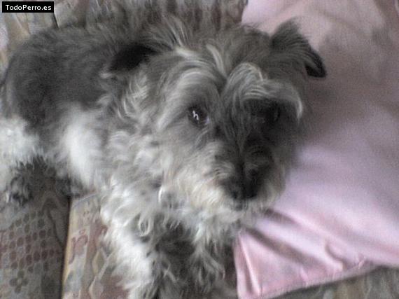Foto del perro Chispa