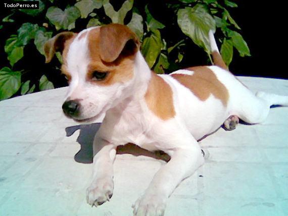 Foto del perro Chispita