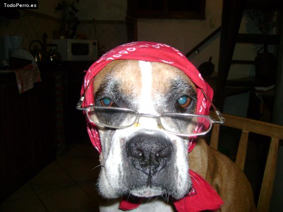 Foto del perro Toia