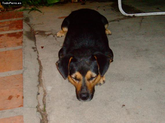 Foto del perro Tobi