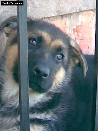 Foto del perro Bella