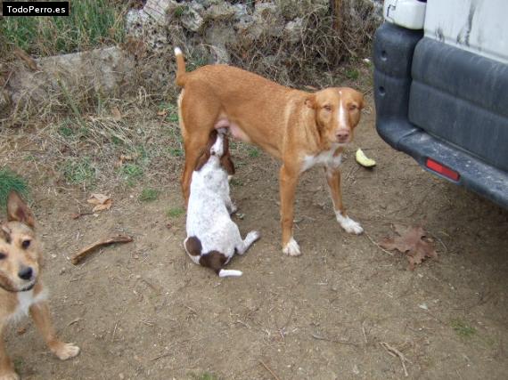 Foto del perro Pililili y flecha