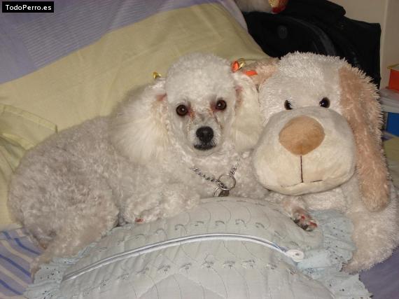 Foto del perro Sammy