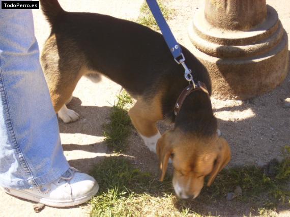 Foto del perro Toro