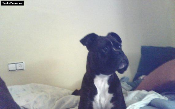 Foto del perro Tarson