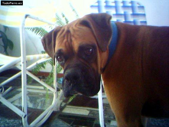Foto del perro Spike