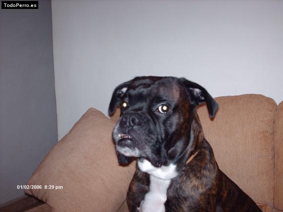 Foto del perro Norte