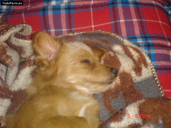 Foto del perro Jacobo