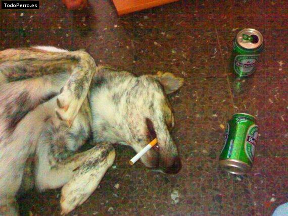 Foto del perro Tara
