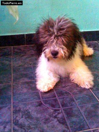 Foto del perro Negra terrible