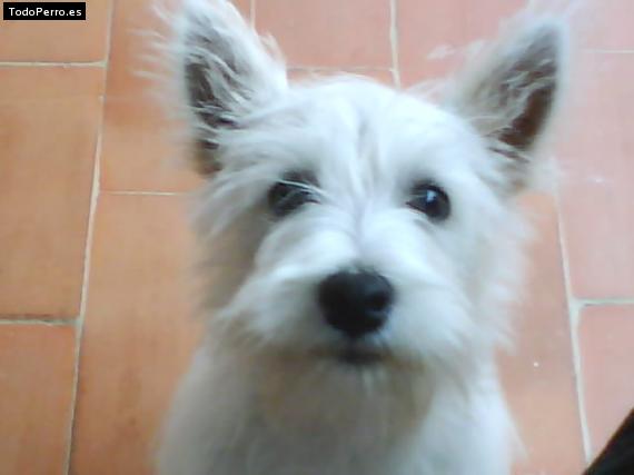 Foto del perro Curro