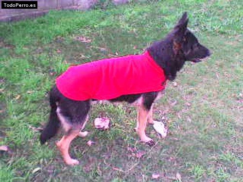 Foto del perro Blass