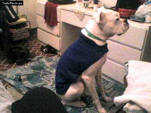 Foto del perro Seu