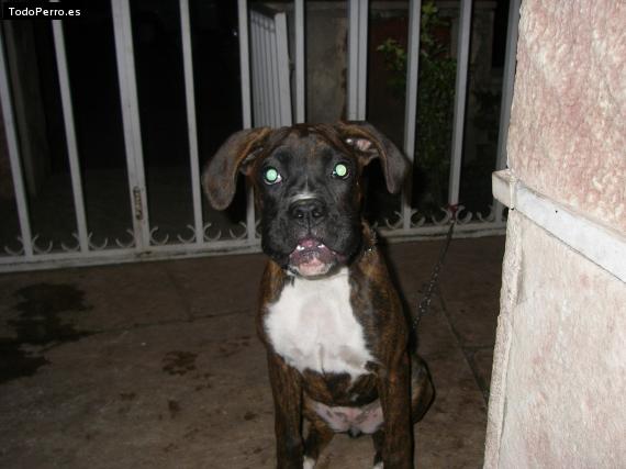 Foto del perro Tayra