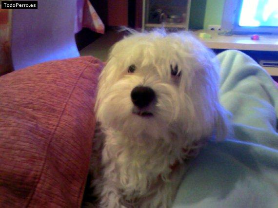 Foto del perro Bruyus