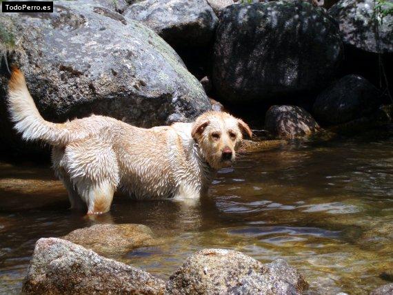 Foto del perro Arce