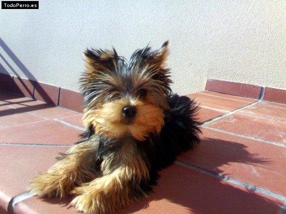 Foto del perro Clip