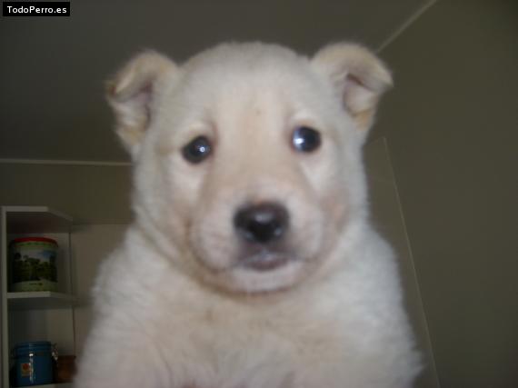 Foto del perro Steve