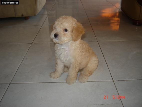 Foto del perro Saguy