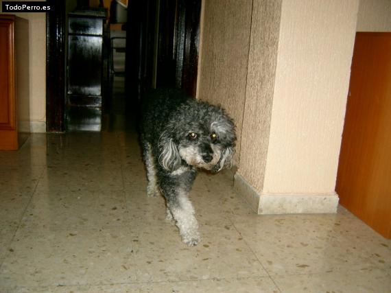 Foto del perro Tim