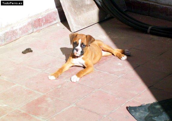 Foto del perro Tita