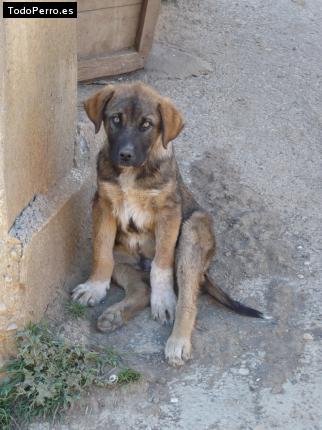 Foto del perro Ben
