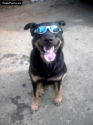 Foto del perro Kaiser