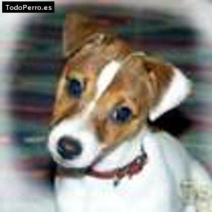 Foto del perro Blanquita