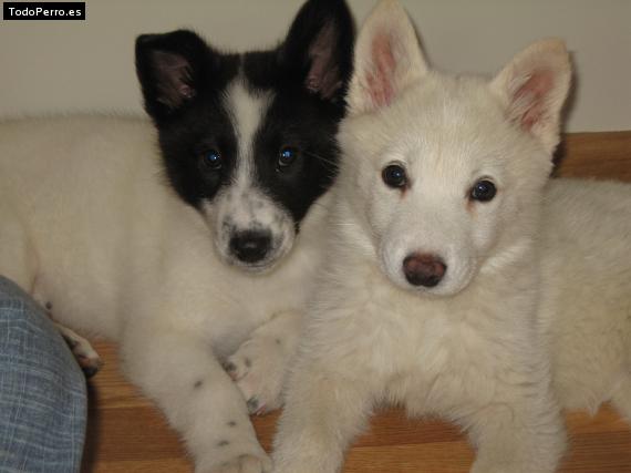 Foto del perro Golfo y kali