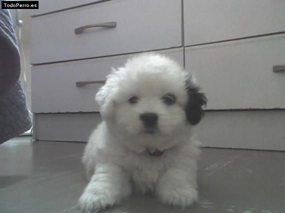 Foto del perro Rony