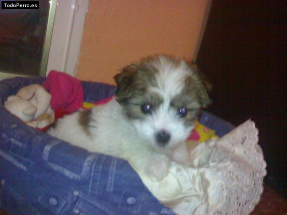 Foto del perro Toti